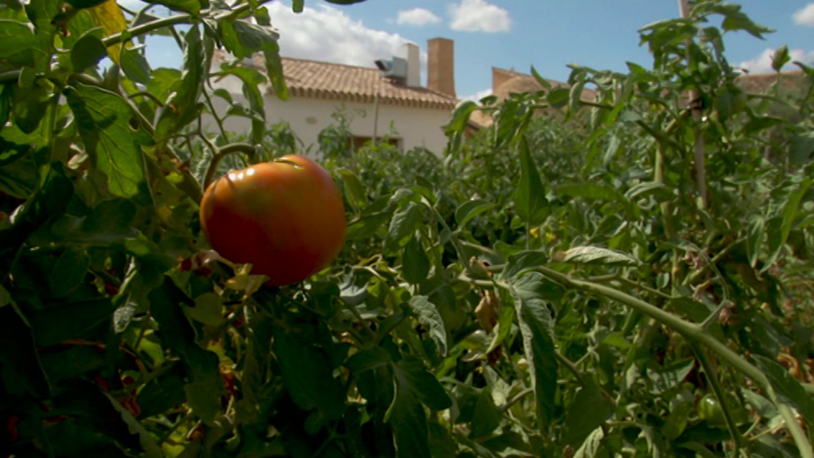 Aquí la Tierra - 25/10/20 - ver ahora