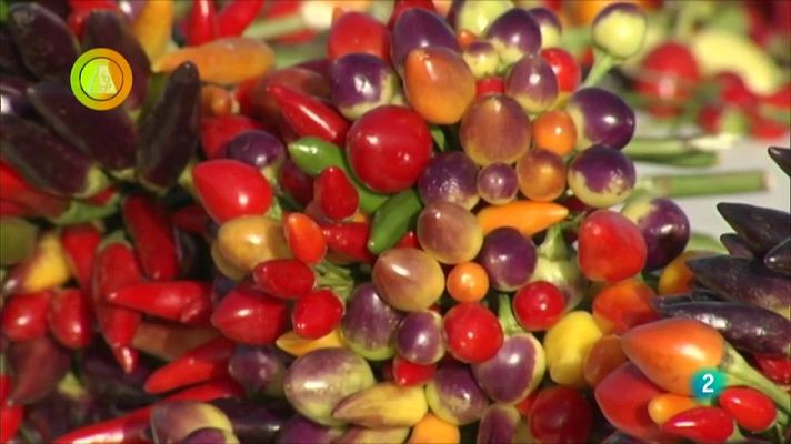 Agrosfera - Campaña de pimientos