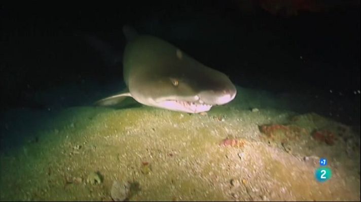 Especials en català - El solraig clapejat (El tiburón toro)
