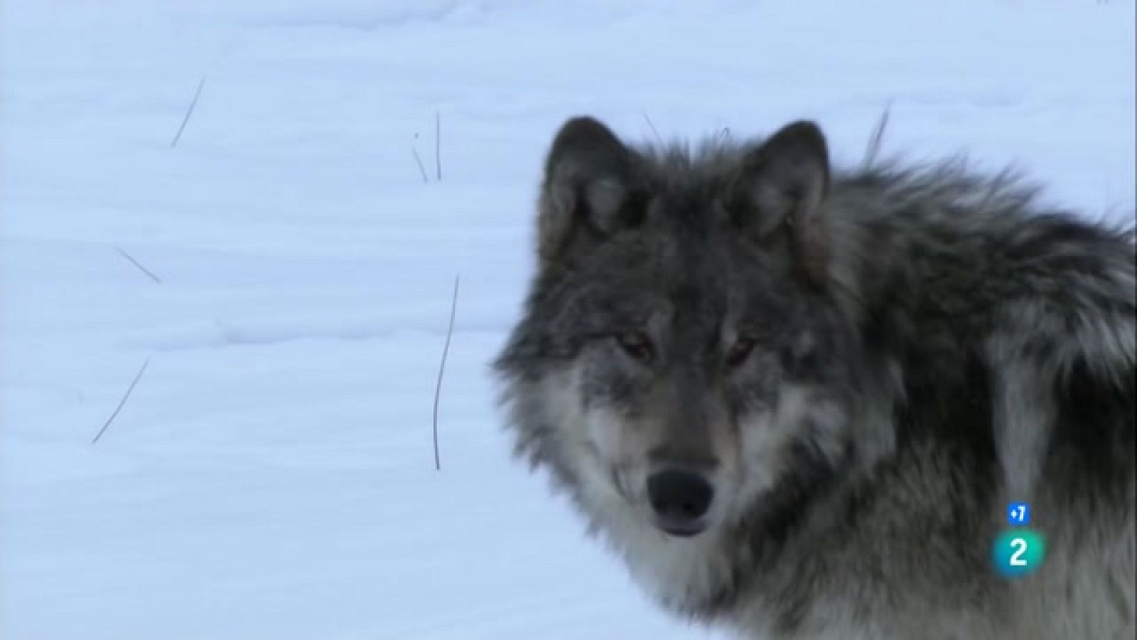 HD LA LOBA DE YELLOSWTONE