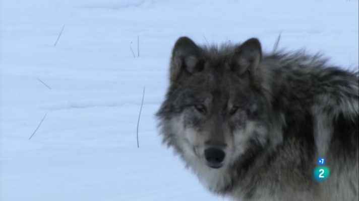 Especials en català - La lloba de Yellowstone