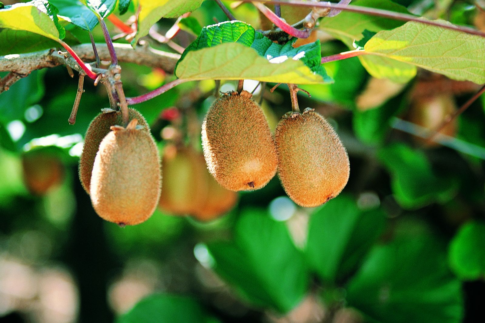 Aquí la Tierra - ¿Qué es lo que necesita un kiwi para crecer? Conocemos las características de su cultivo