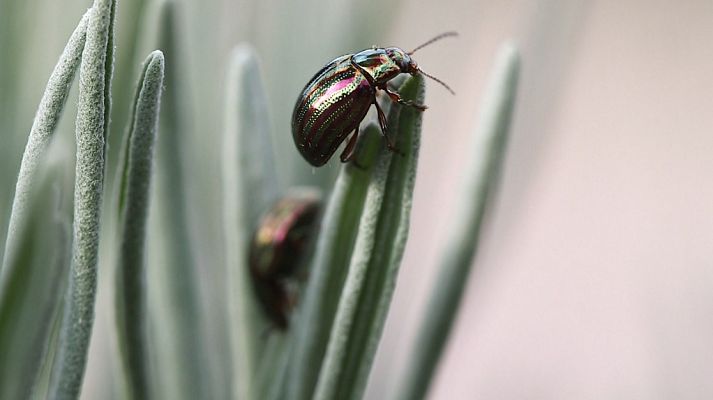 Aquí la Tierra - San Lorenzo de El Escorial, tierra de insectos