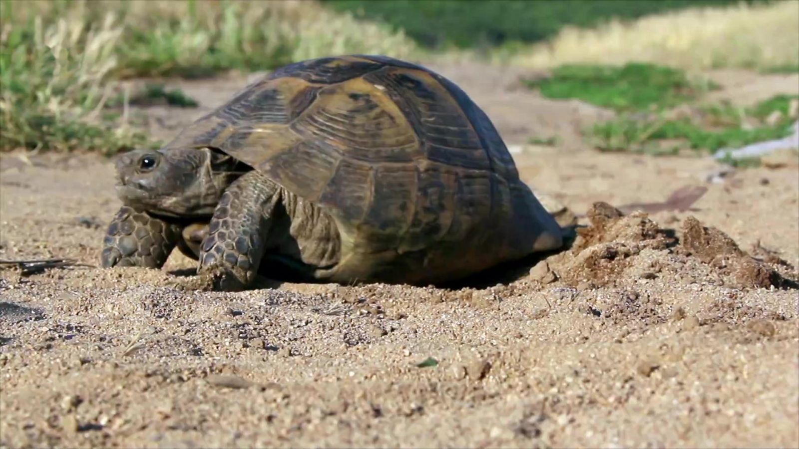 ¡Qué animal! - Pieles - ver ahora