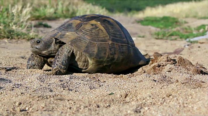 ¡Qué animal! - Pieles