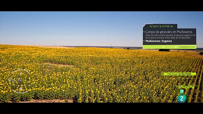 Ruta 17 - Campo de girasoles en Muñoveros