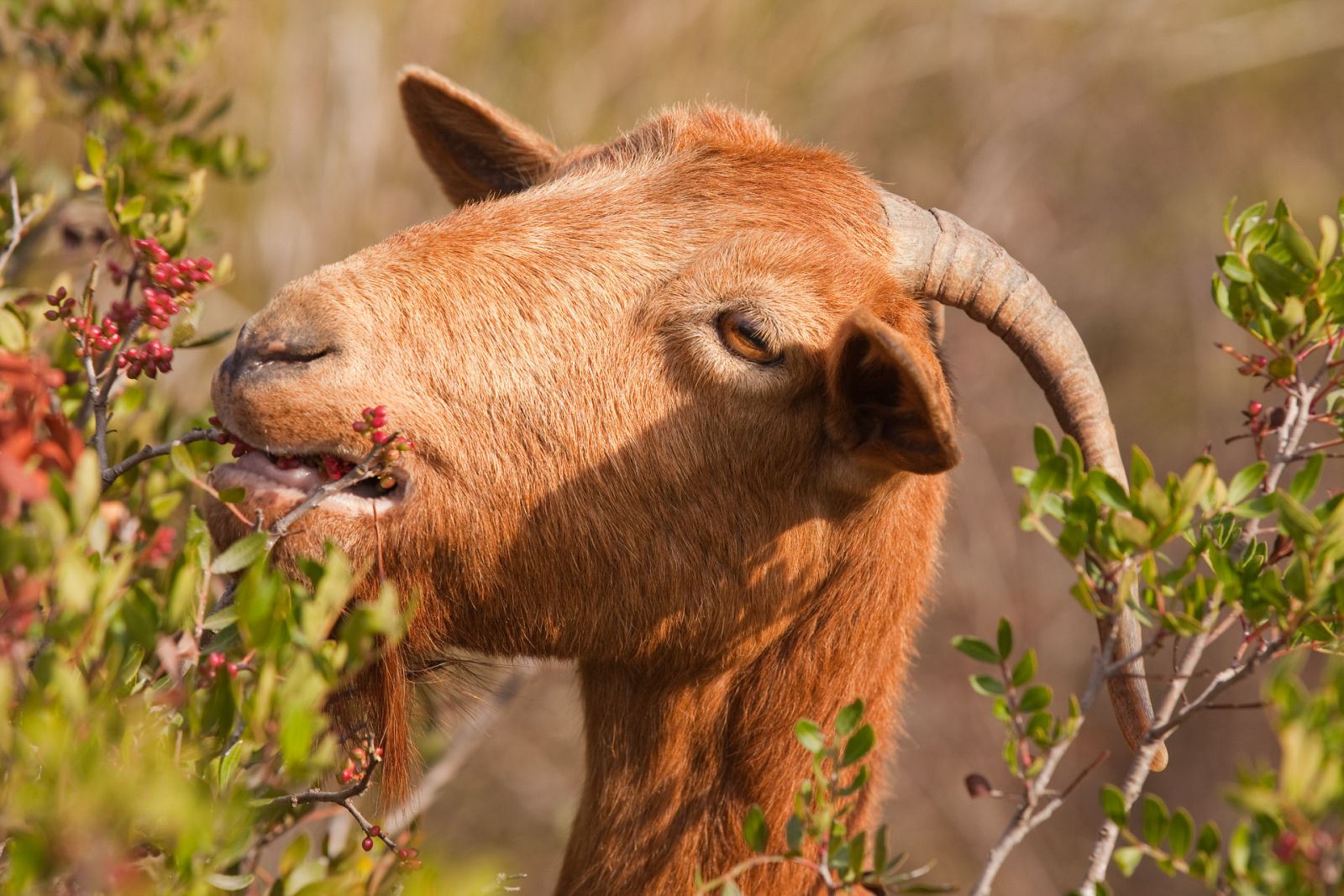 Aquí la Tierra - Aprendemos a elaborar queso a partir de la leche de las cabras malagueñas