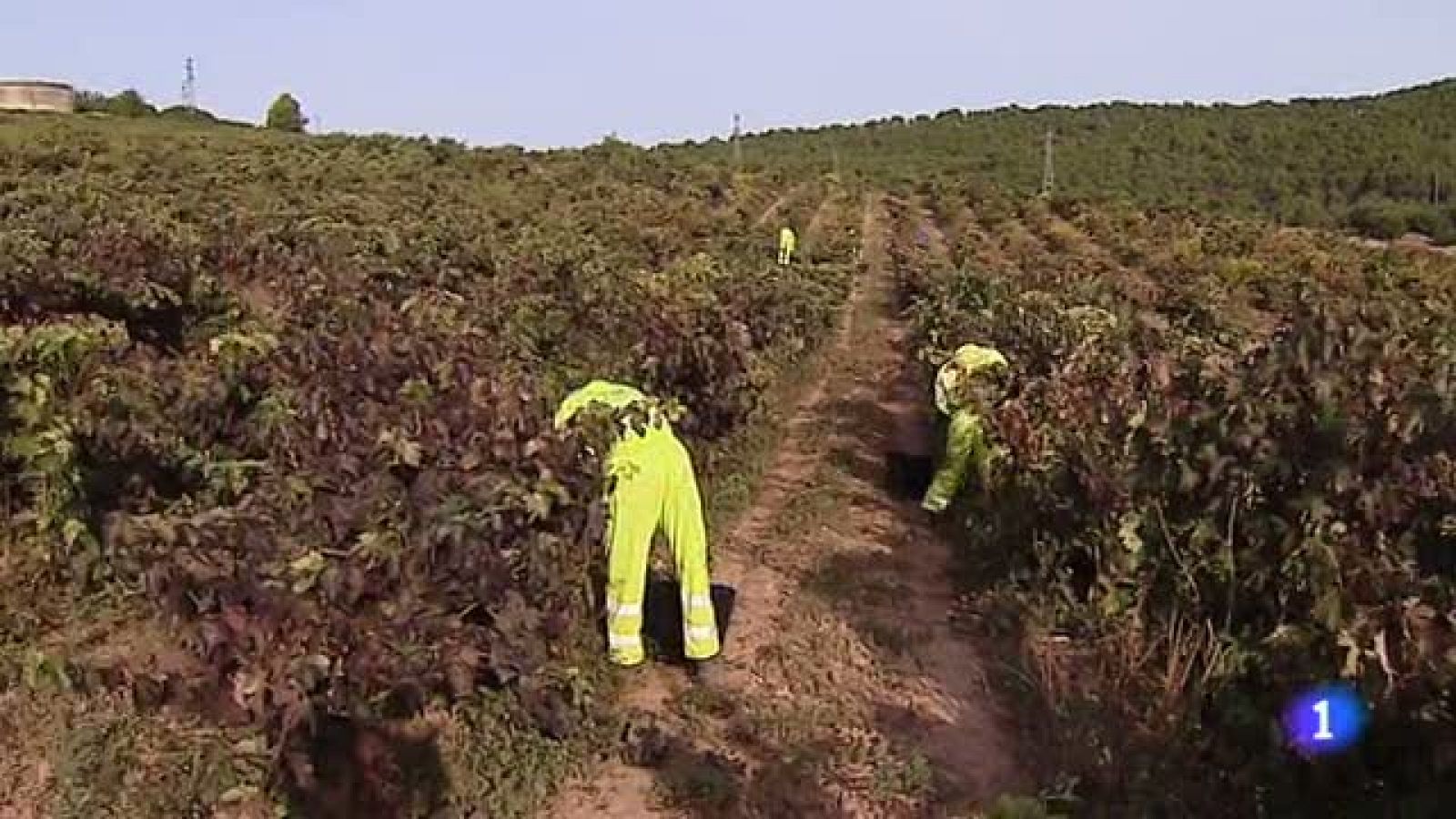 Telerioja en 2' - 04/11/20