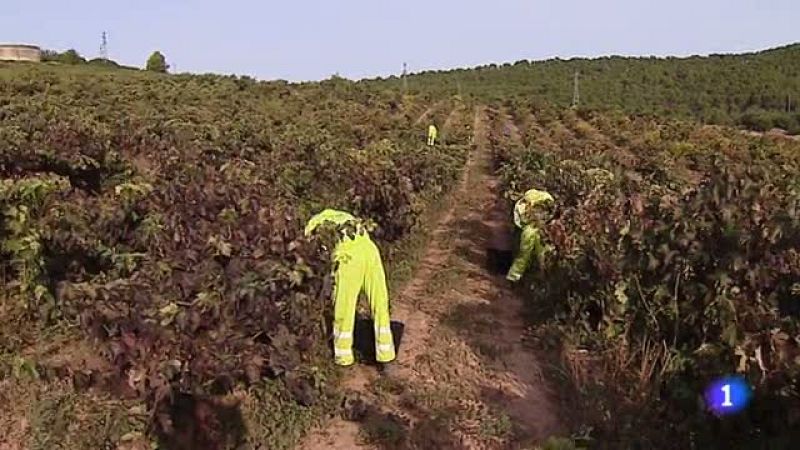 Telerioja en 2' - 04/11/20