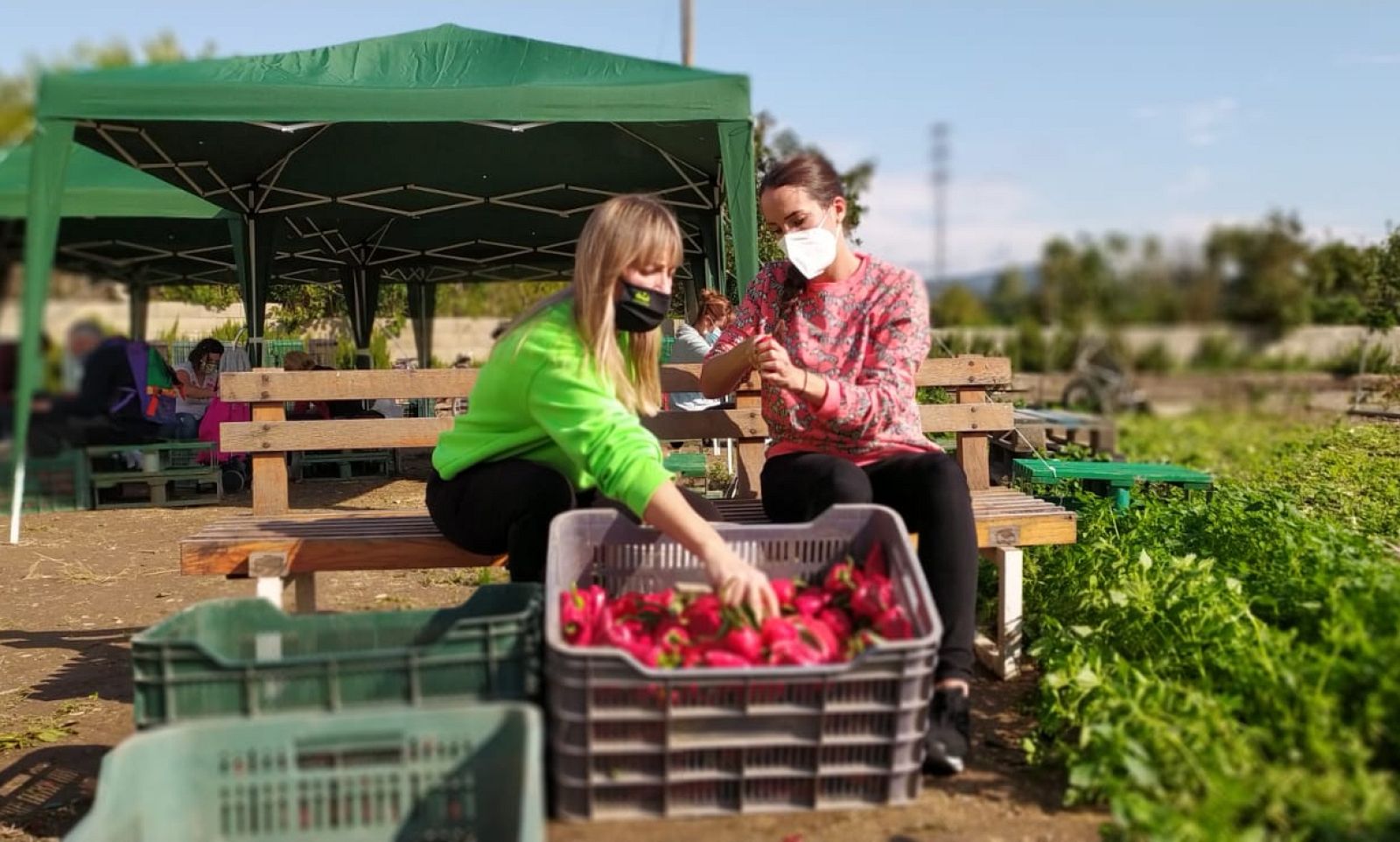 Aquí la Tierra - Pimientos del piquillo, pimientos de cristal, pimientos... ¿qué se cuece en Navarra?