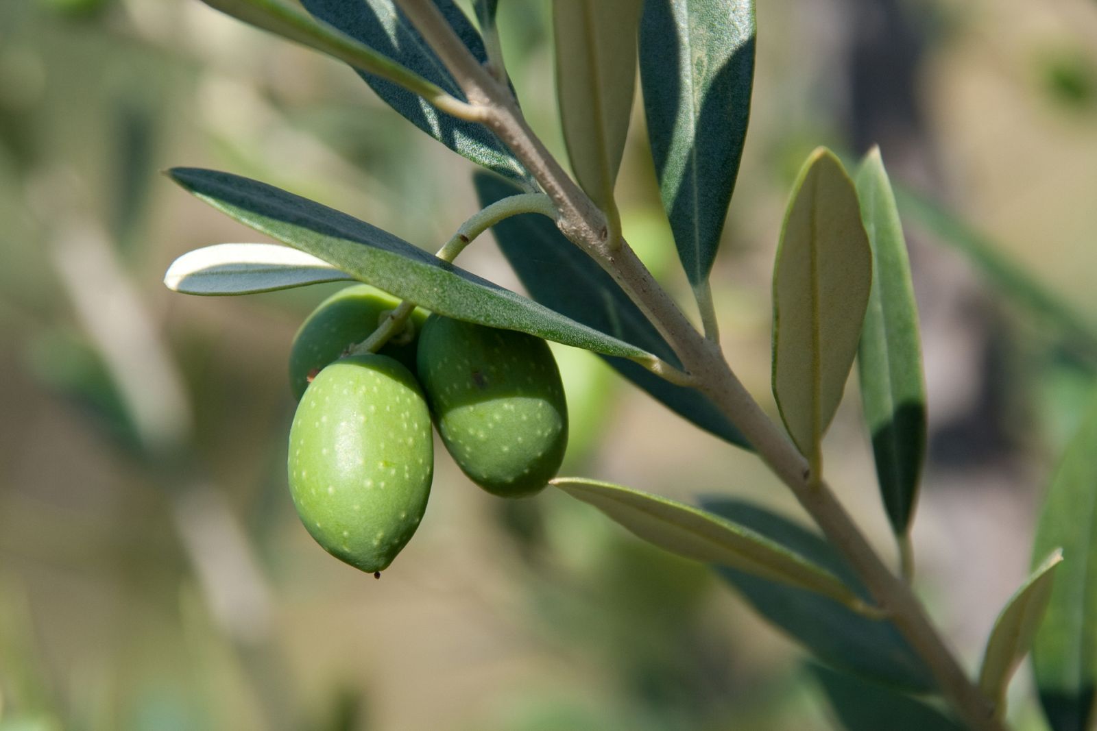 Aquí la Tierra - Recogemos aceitunas en Málaga y preparamos su aliño