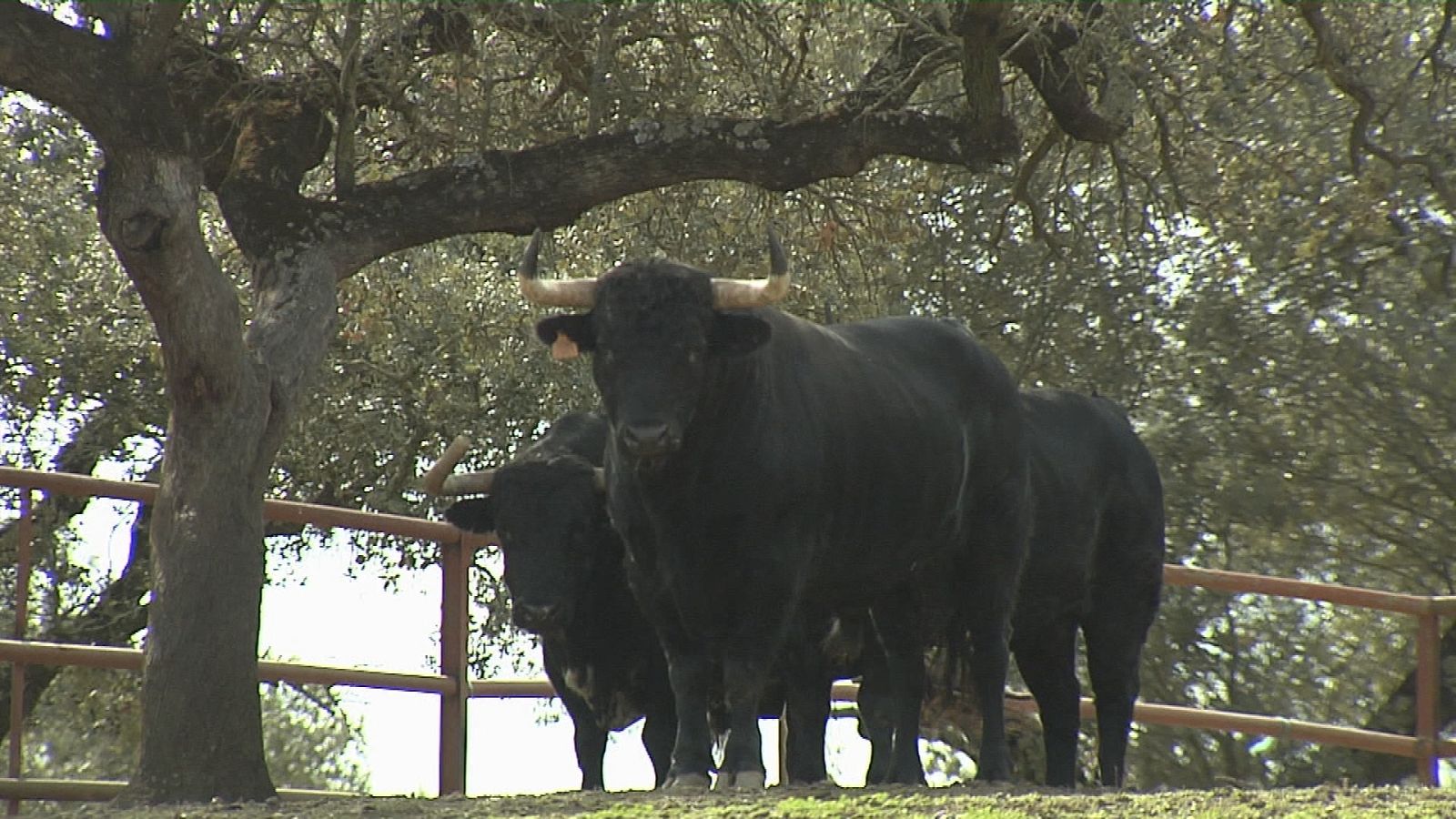 Tendido Cero - 07/11/20 - ver ahora