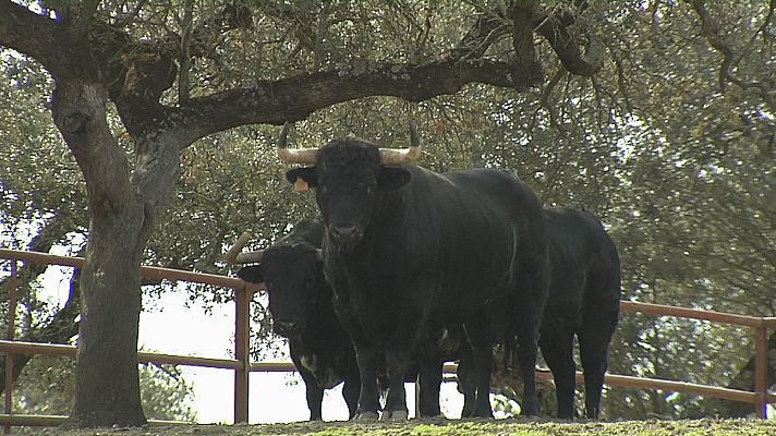 Tendido cero - Tendido Cero - 07/11/20
