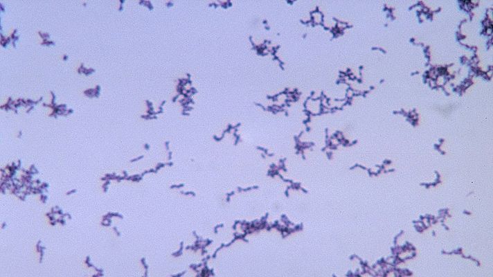 Órbita Laika - Curiosidades científicas - La bacteria confidente