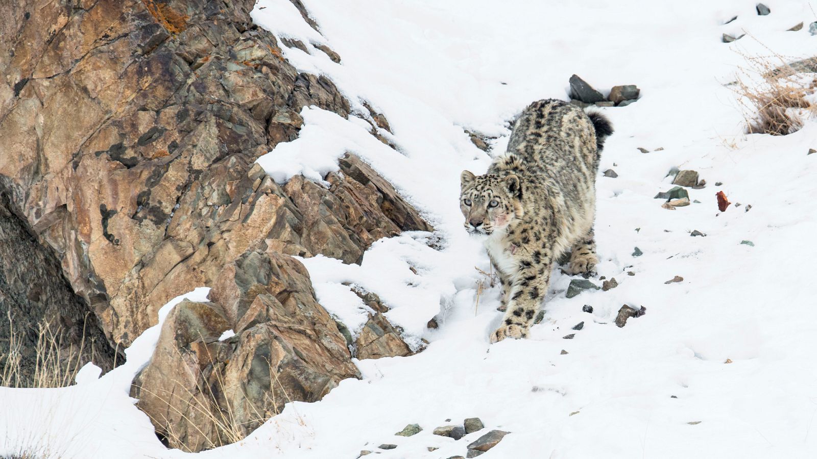 Felinos - Episodio 1 - ver ahora