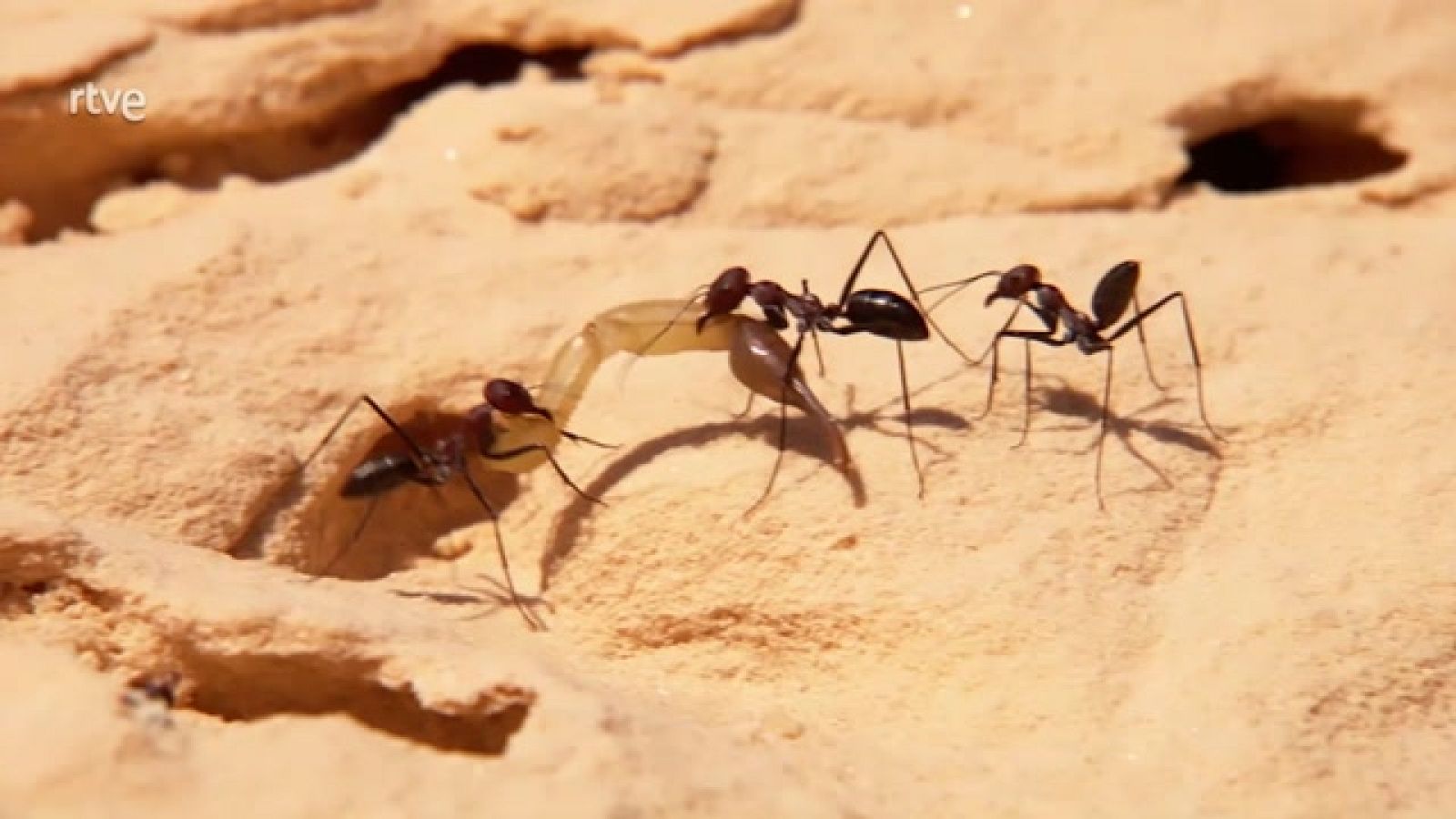 Grans documentals - La vida als extrems