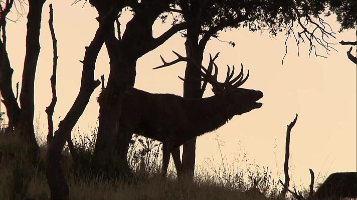 Jara y sedal - El encinar de San Martín