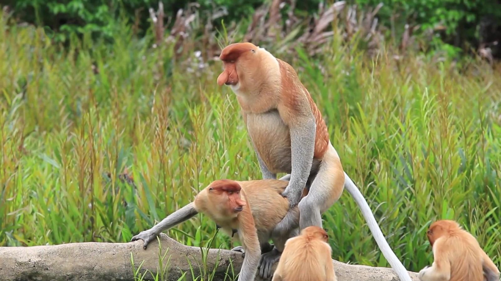 ¡Qué animal! - Sexo - ver ahora