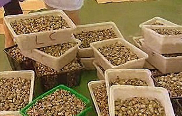 España Directo - La fiesta de la almeja