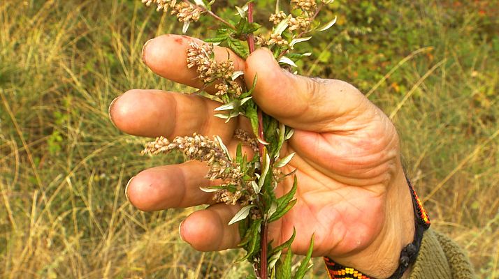 Aquí la Tierra - ¿Qué leyendas se le atribuyen a la artemisa?