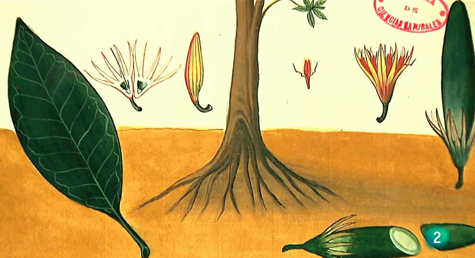 La aventura del saber Asia en el Botánico El Real Jardín Botánico Arte lora filipina y china Juan de Cuéllar #AventuraSaberNaturaleza