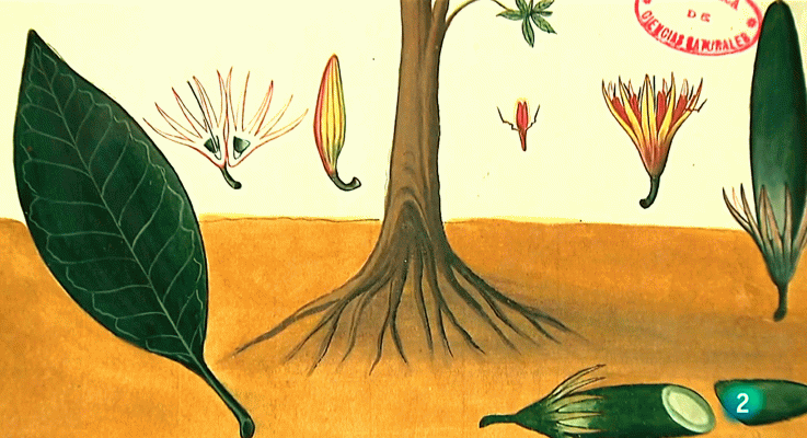 La aventura del Saber - Asia en el Botánico