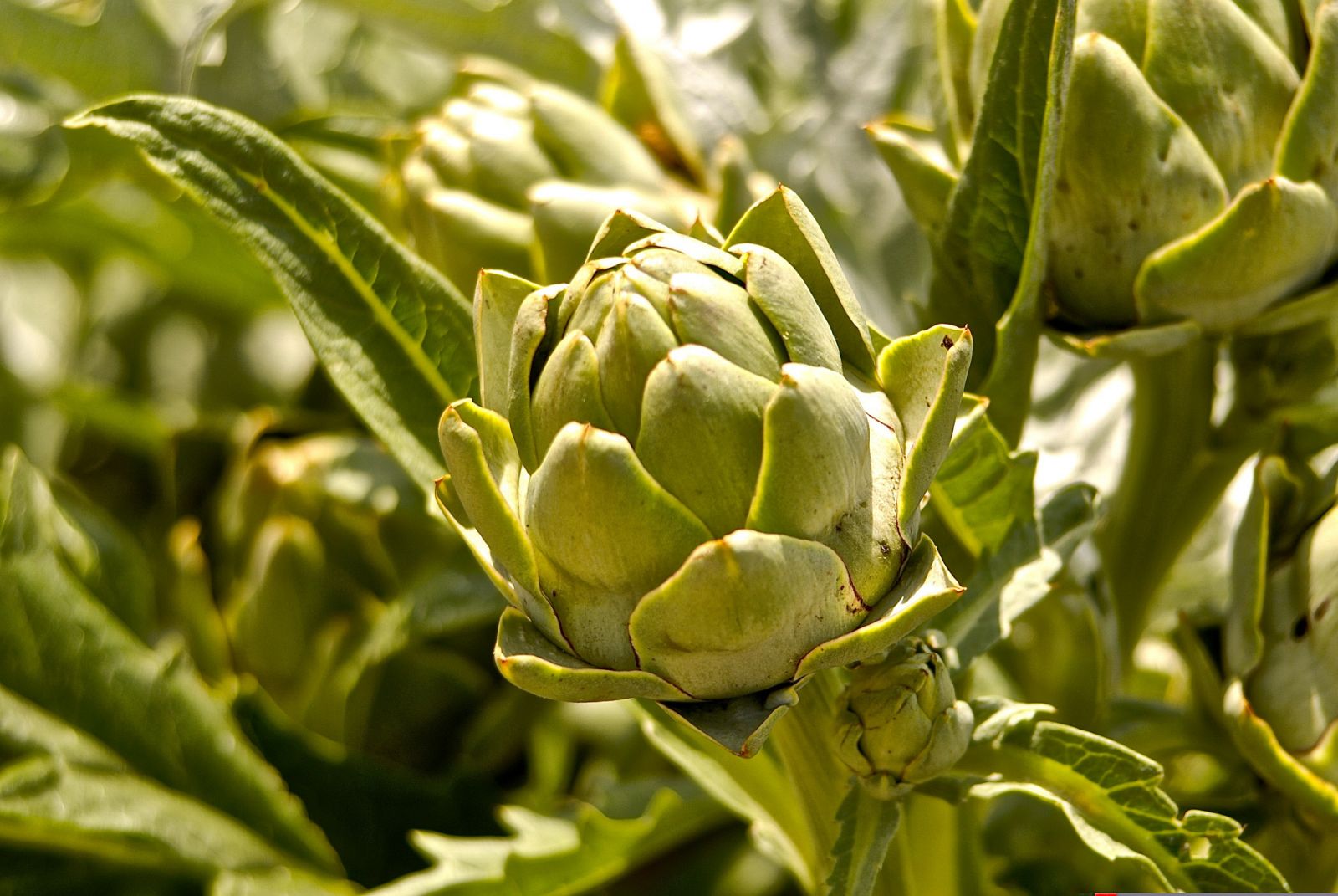 Aquí la Tierra - Alcachofas y setas de temporada: lo mejor para un buen pintxo bilbaíno