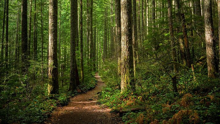 España Directo - España Directo - 20/11/20