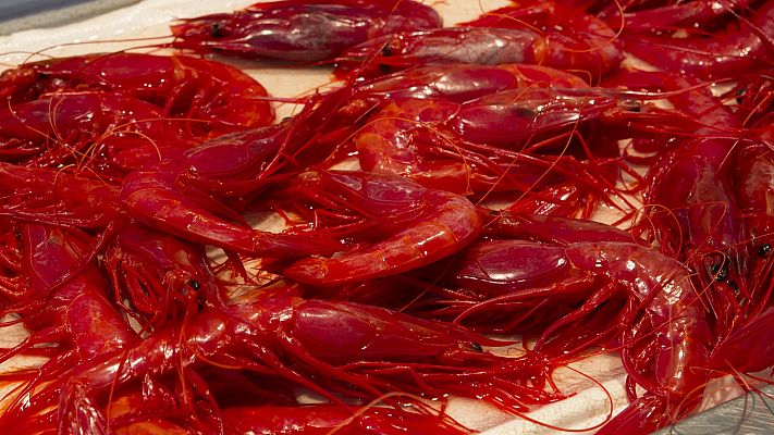 Telediario 1 - El sector pesquero, dividido ante el 'Red Friday'