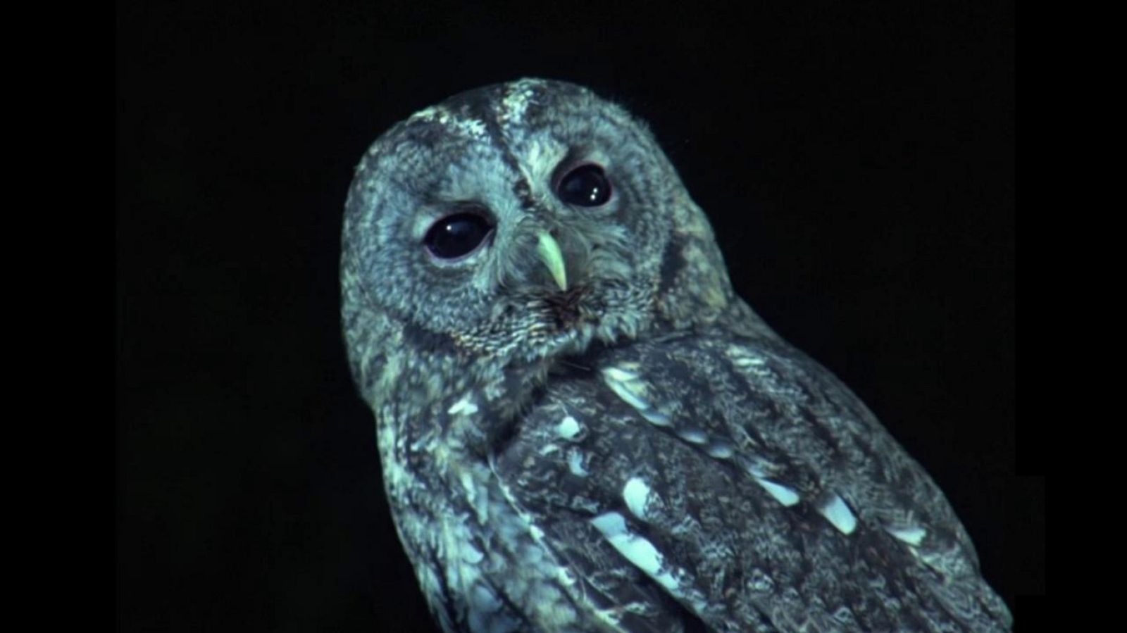 El hombre y la Tierra (Fauna ibérica) - Rapaces nocturnas 2 - ver ahora