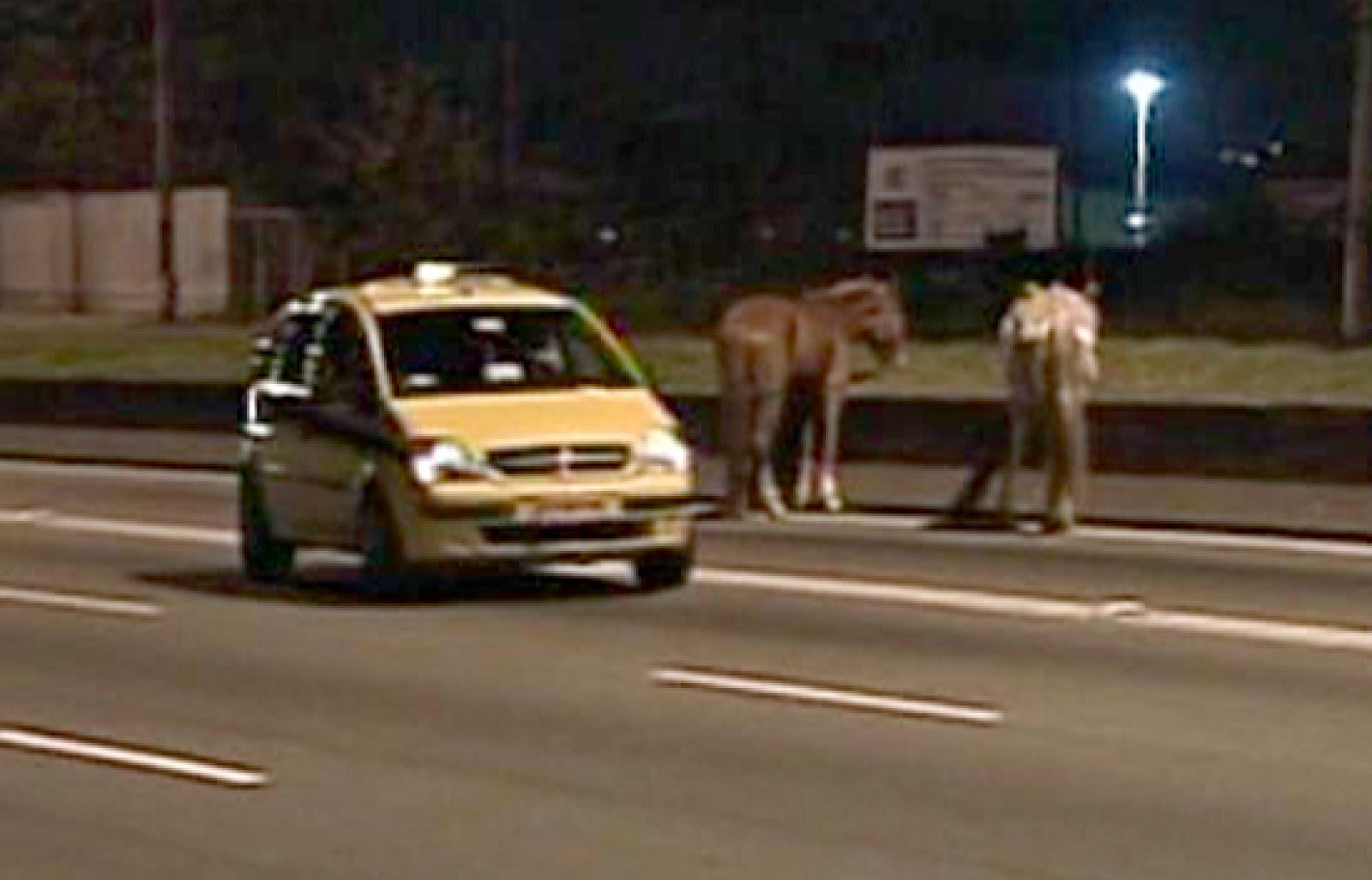Los caballos toman la autopista