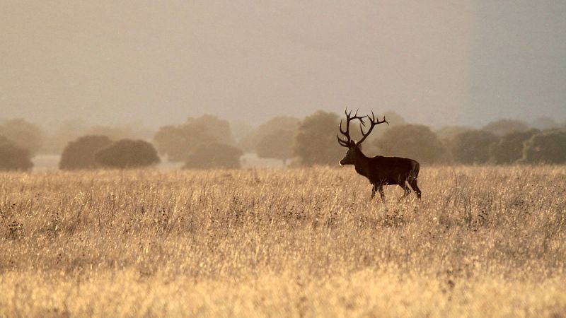 Cielos despejados en la mayor parte del país con algunas nieblas matinales