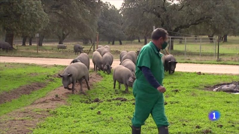 La falta de clientes en la hostelería arrastra a otros sectores como el de porcino ibérico