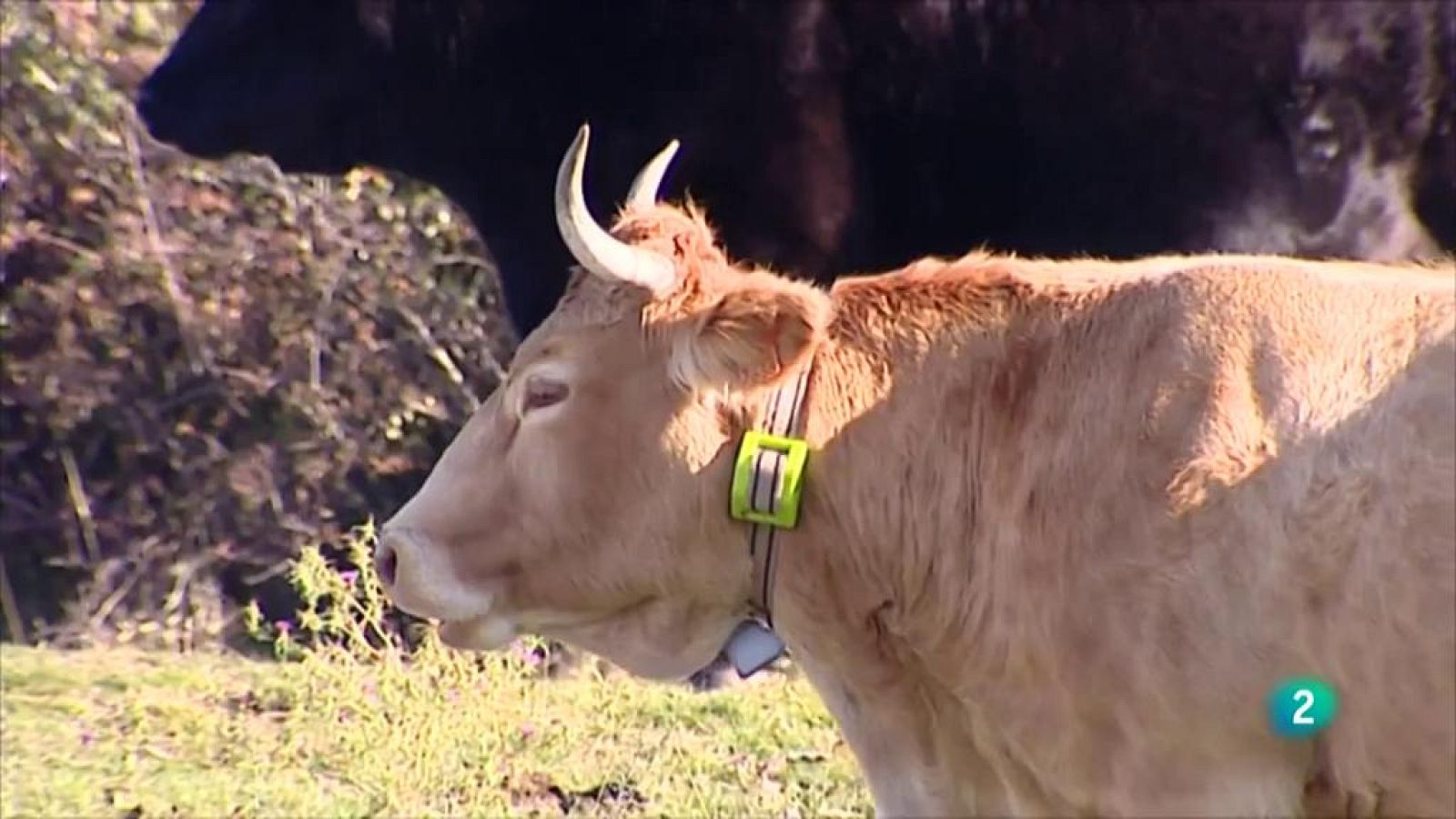 Laboratorio de ideas - Digital animal