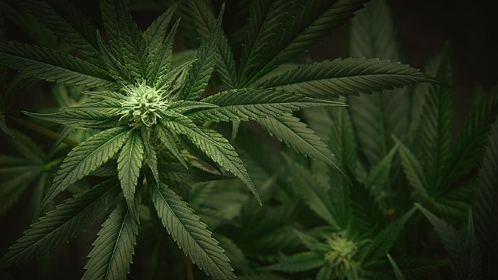 La hora de La 1 - La lucha contra el tráfico de marihuana