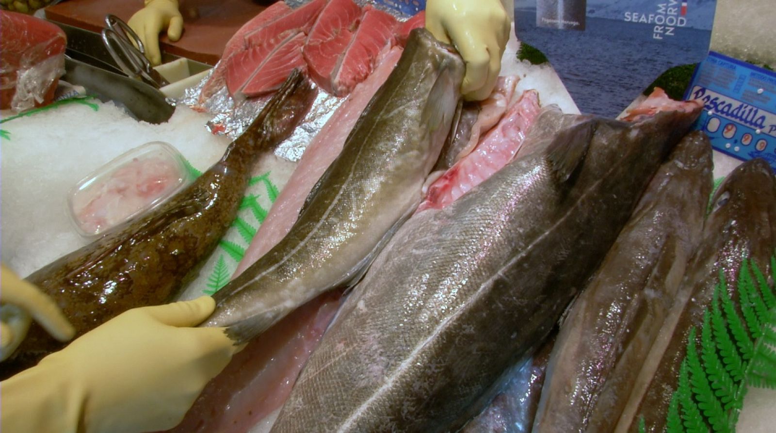 Aquí la Tierra - ¡Conocemos un pescado nuevo! ¿Cómo es el fogonero?