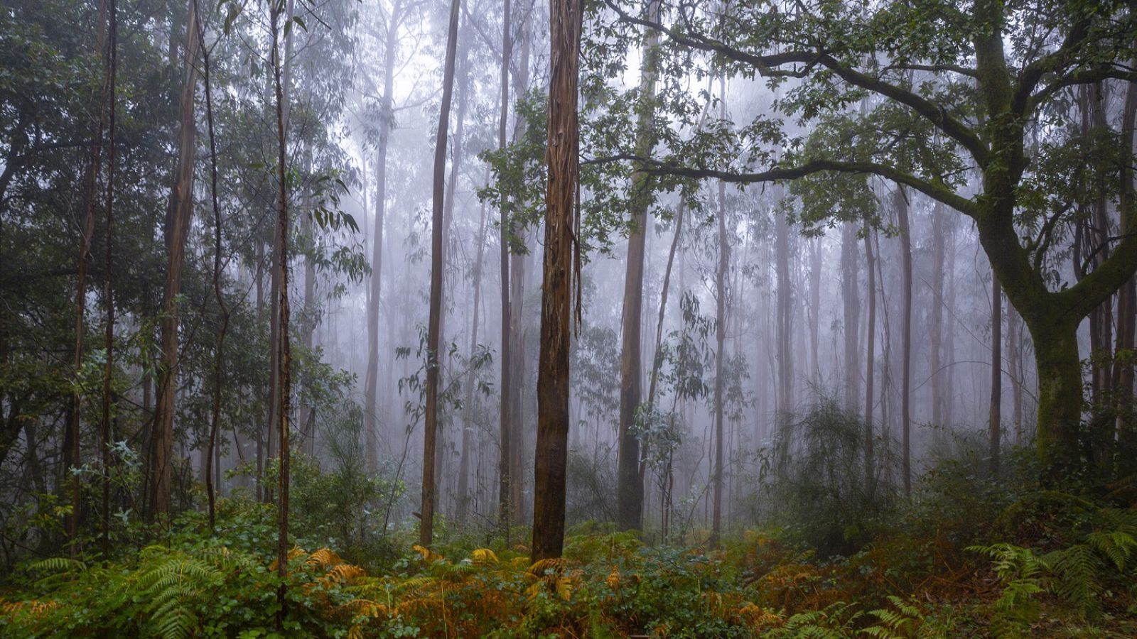 Precipitaciones persistentes en el extremo oeste de Galicia - Ver ahora