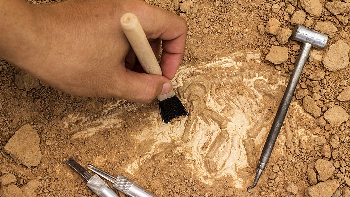 España Directo - España Directo - Once en el paleontológico