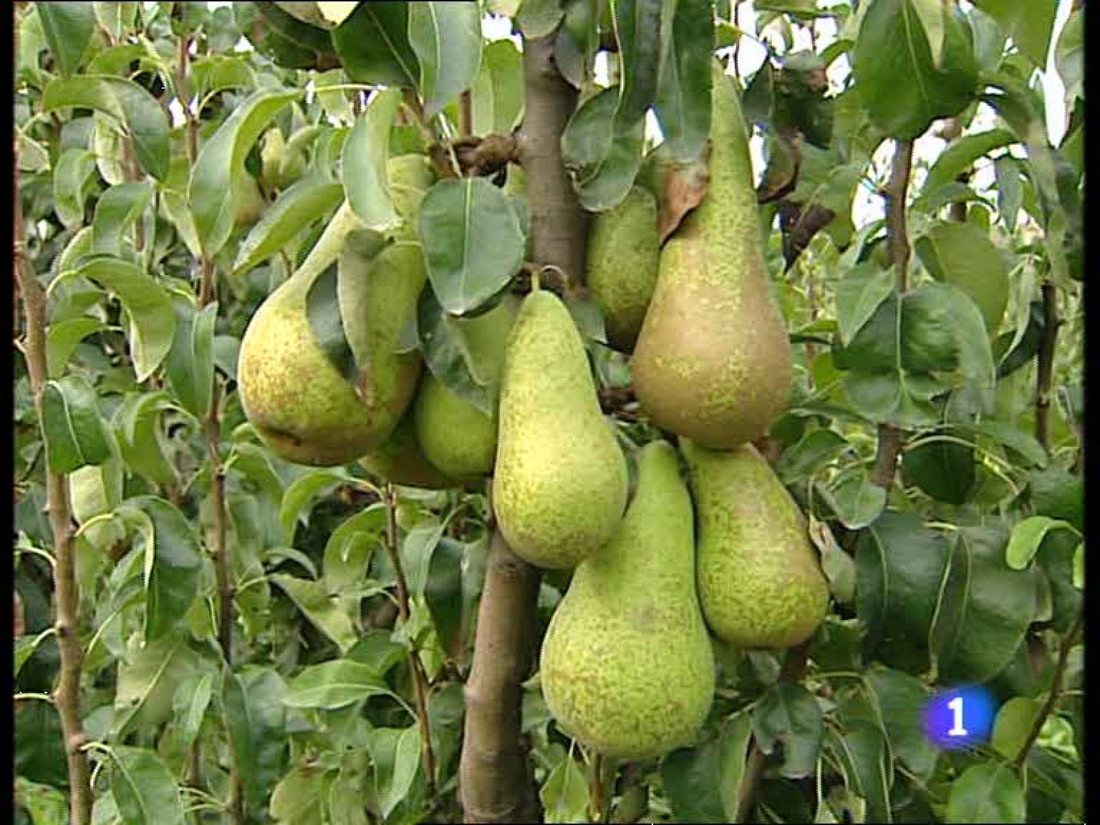 Informativo  Telerioja (25/08/09)