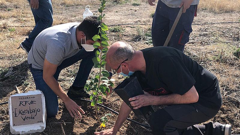 El escarabajo verde - El Olmo, muerte y resurrección