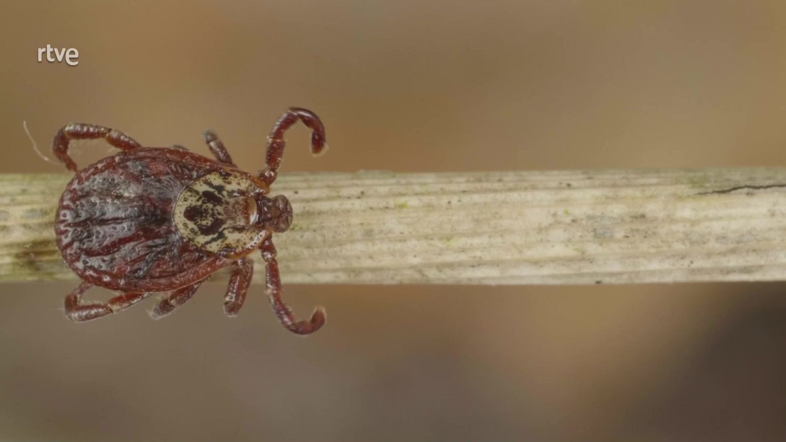 ¡Qué animal! - Aprovechados - ver ahora