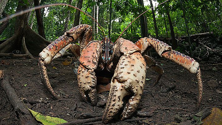 Somos Documentales - Natural world: Bestias increíbles