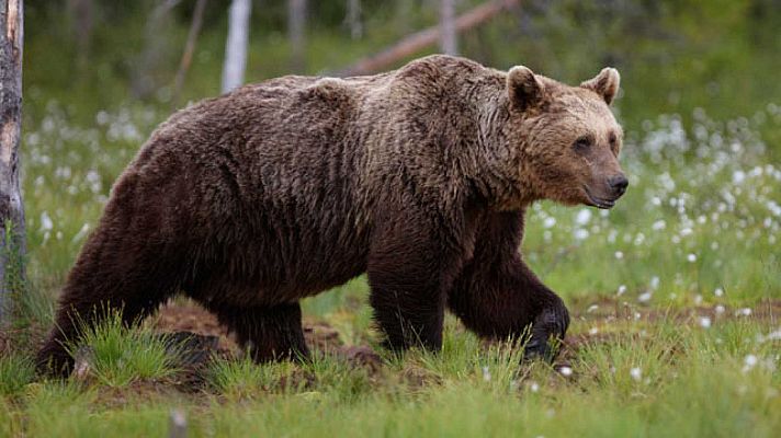 Telediario 1 - Piden que se investigue la muerte de dos hembras de oso pardo durante dos cacerías