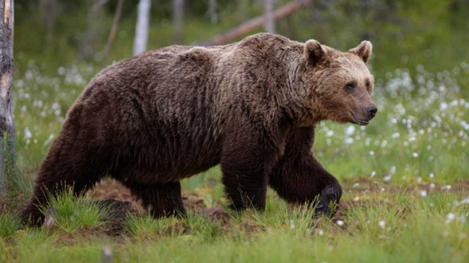 Piden que se investigue la muerte de dos hembras de oso pardo durante dos cacerías