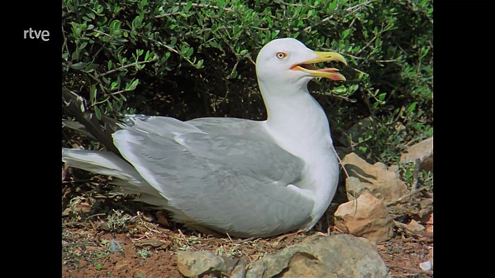 El hombre y la Tierra - Cabrera, paraíso insular I