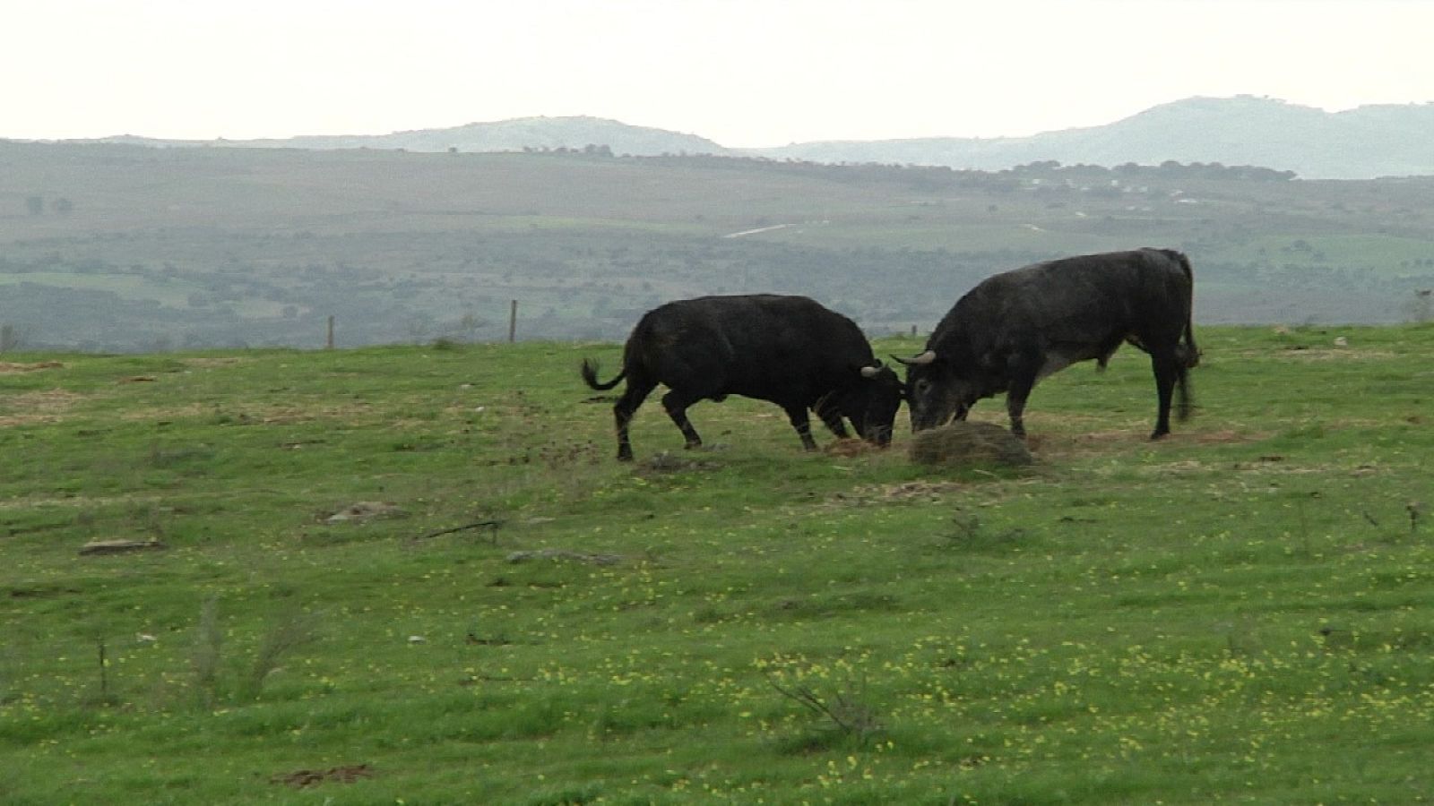 Tendido cero - 05/12/20 - ver ahora