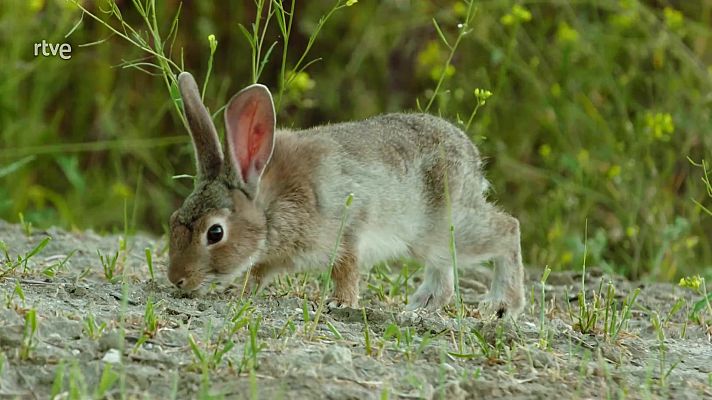 Otros documentales - Planeta Selva: El bosque diminuto. Olivares mediterráneos