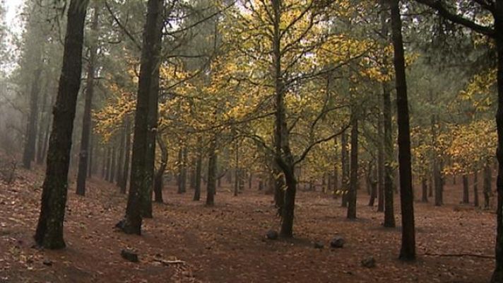 Telecanarias - El tiempo en Canarias - 07/12/2020