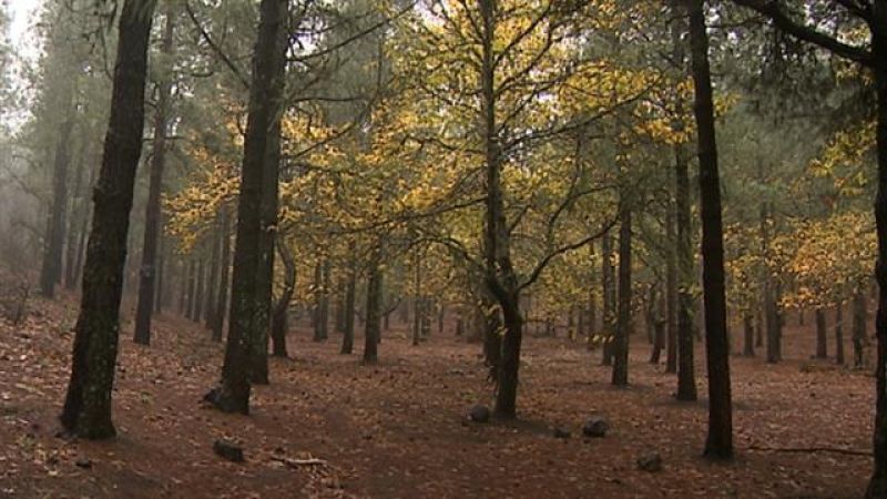 El tiempo en Canarias - 07/12/2020