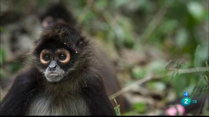 Especials en català - El retorn de les mones aranya